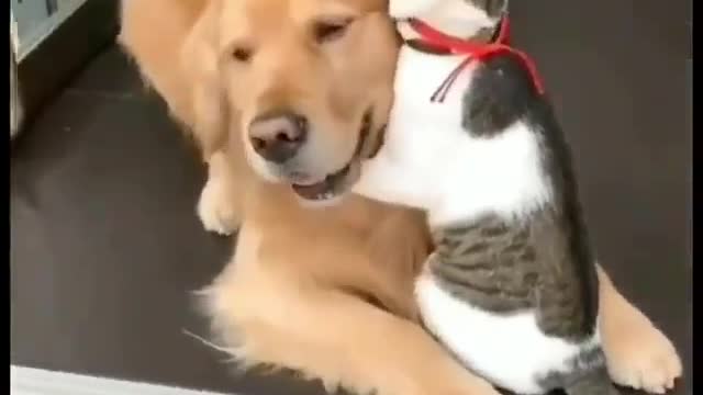 Funny Pets With Cat And Dog