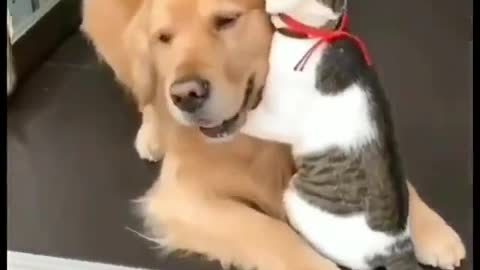 Funny Pets With Cat And Dog