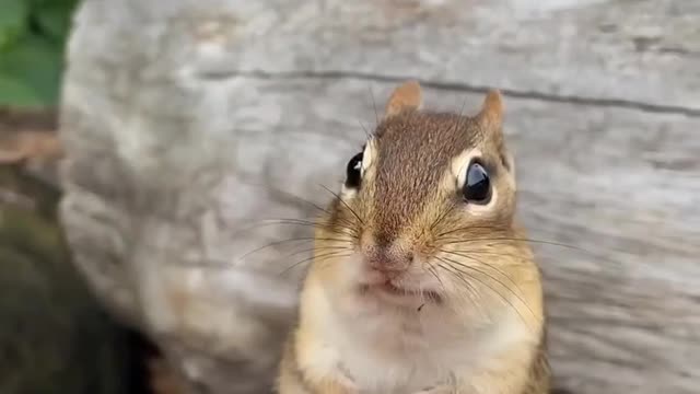 When i said stop it stop eating what a funny pet