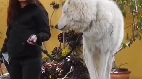भेड़िए 🐺 को पालना क्यों नामुमकिन है 😱 _ the himanshu negi _ #shorts #bhediya #wolf