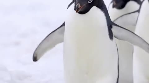 Adélie penguin carrying a pebble. Adélie penguins build a nest with pebbles. 🇦🇶
