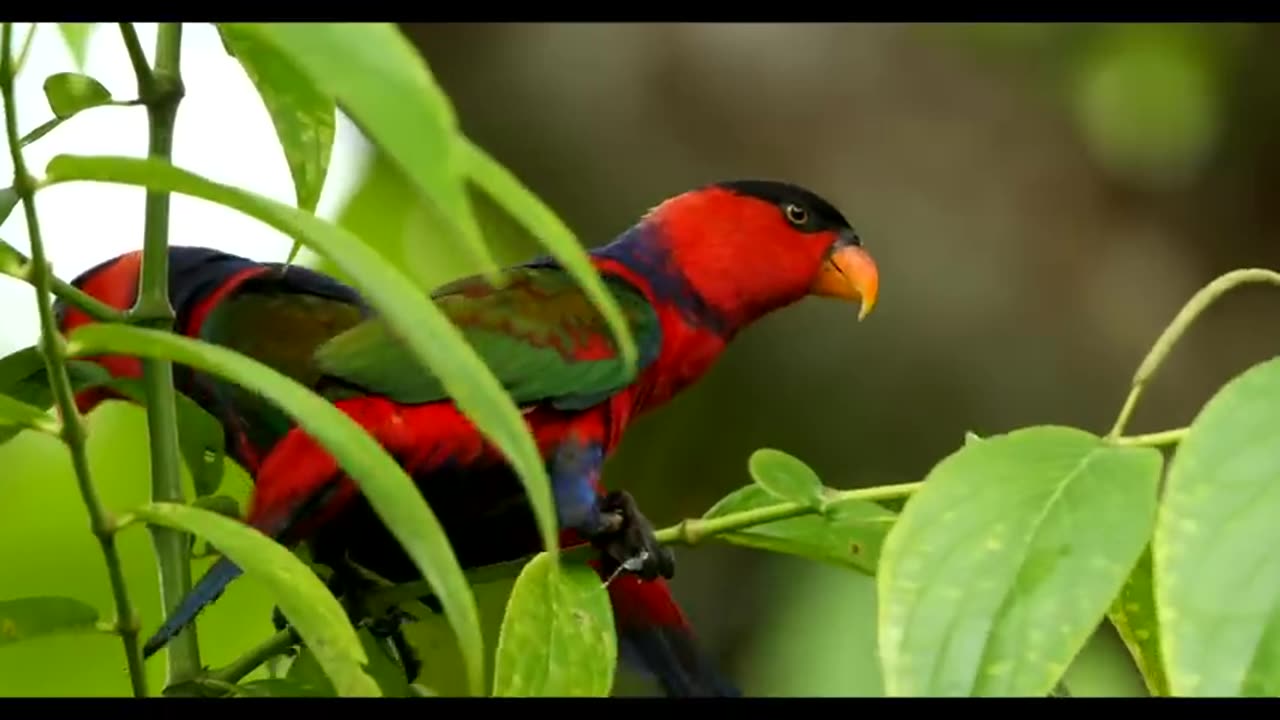 Tanah Papua_ A Paradise for Birds