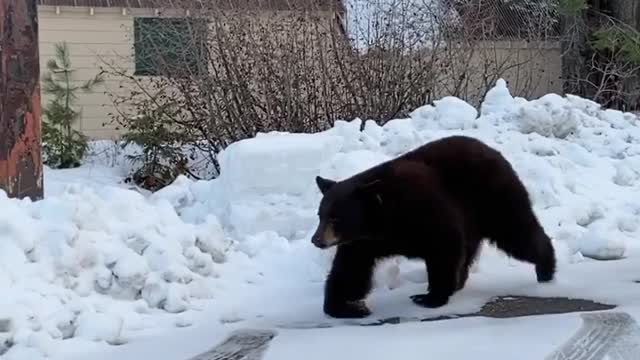 Tourists See Bears in Tahoe