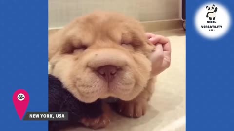 Laughing in Harmony: A Symphony of Cute Critters