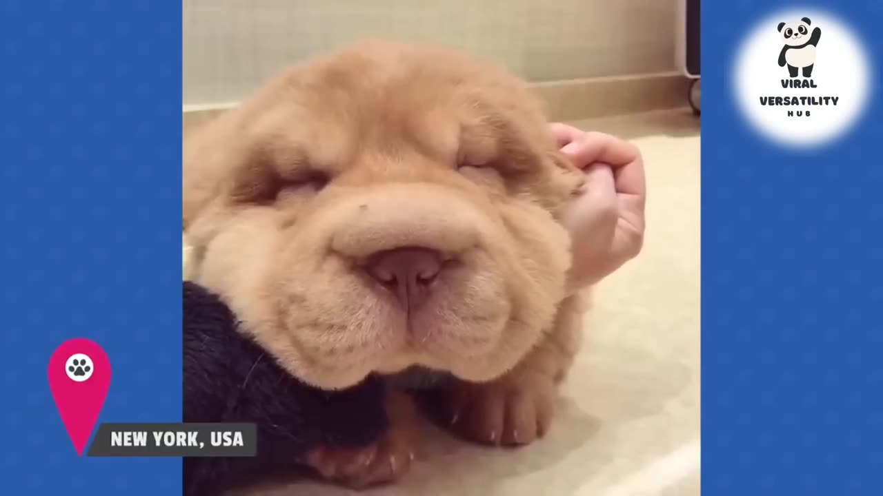 Laughing in Harmony: A Symphony of Cute Critters
