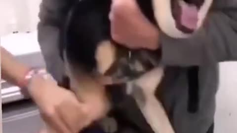 Funny dog video 🐕🐕