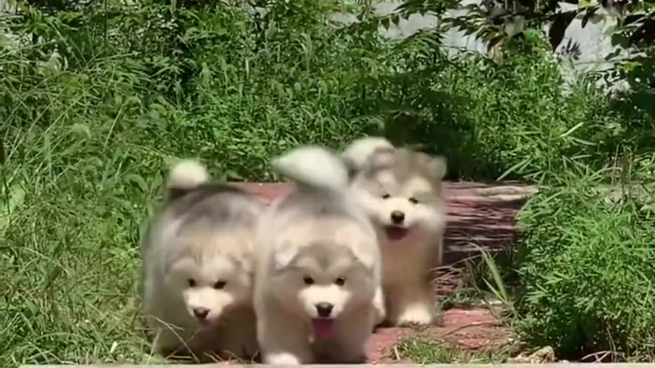 These puppies are so funny