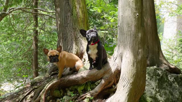 Bulldogs Franceses visitan histórico destino de vacaciones