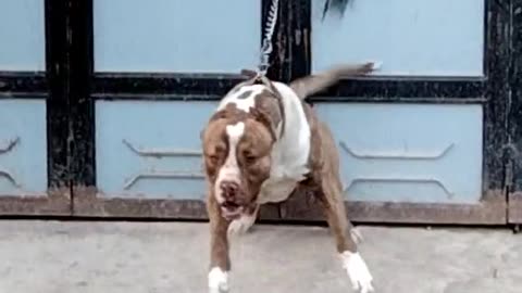 #Dog #bully #american