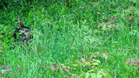 Wild Turkey and Poults