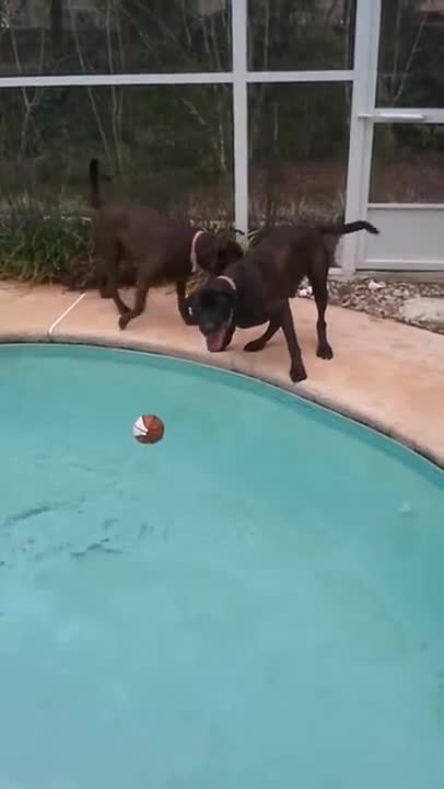 Sabaka poolside 1.13.15