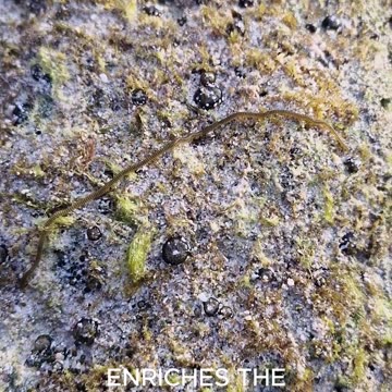 Look!! We found a seaworm just near the shore while snorkeling in the Philippines. Be observant!