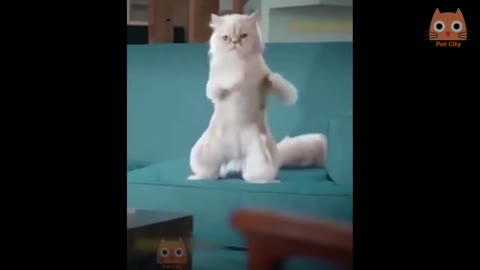 funny kittens