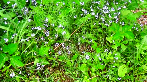 Wildflowers