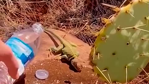 A kind guy is giving water to lizard 🦎