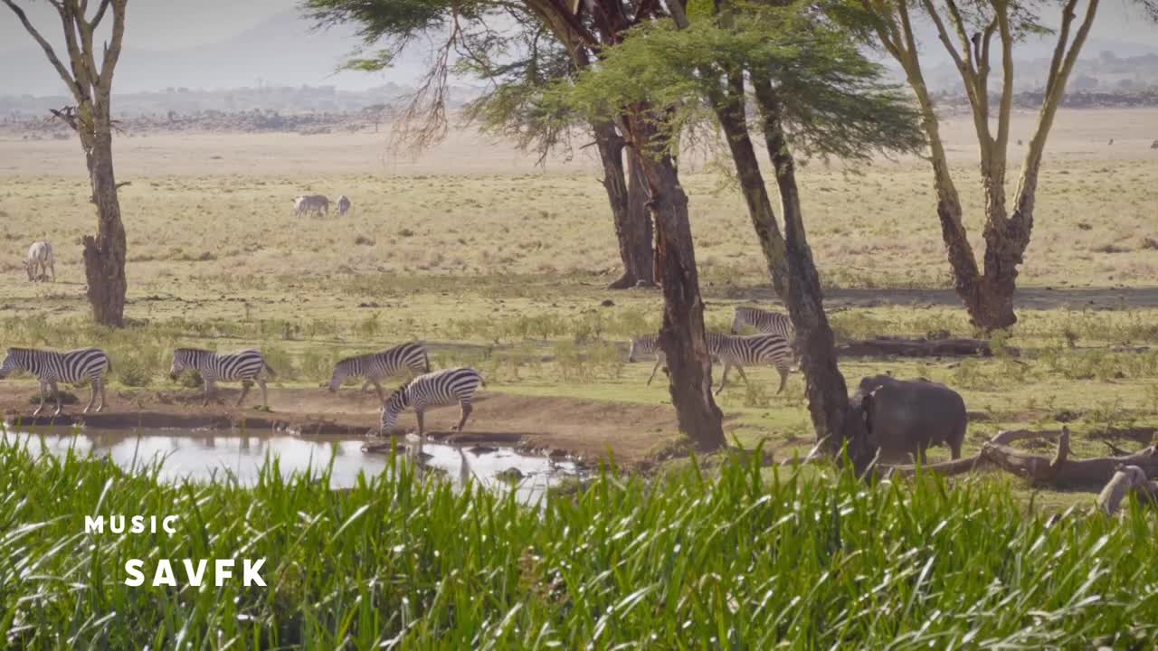 Watering Hole Politics Rhino V Zebras _ Lewa Wildlife Conservancy, Kenya