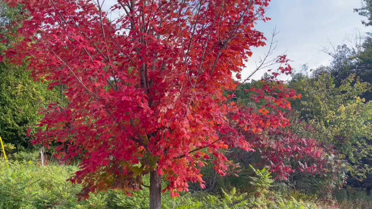 Nature Walk , Autumn Signs and Forest within the City of Toronto😘.