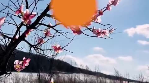 He makes tree blossoms with sticky wax flowers! 🌸🌸