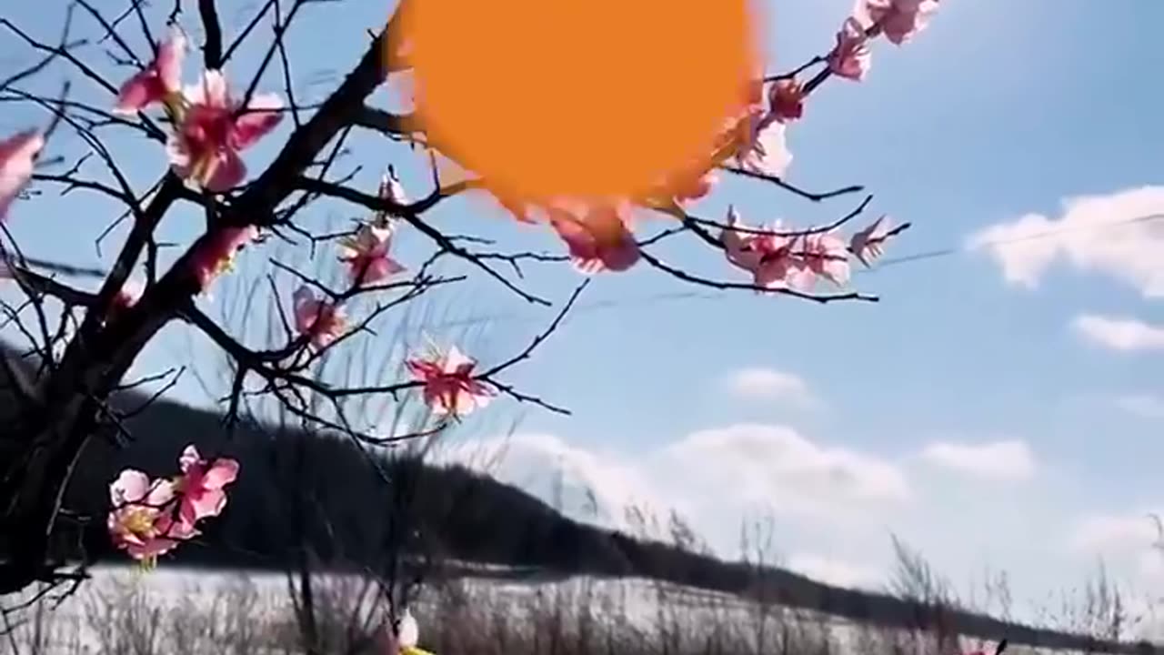 He makes tree blossoms with sticky wax flowers! 🌸🌸