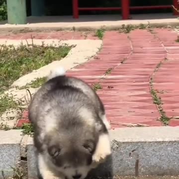 Buy a water melon dog 🐶