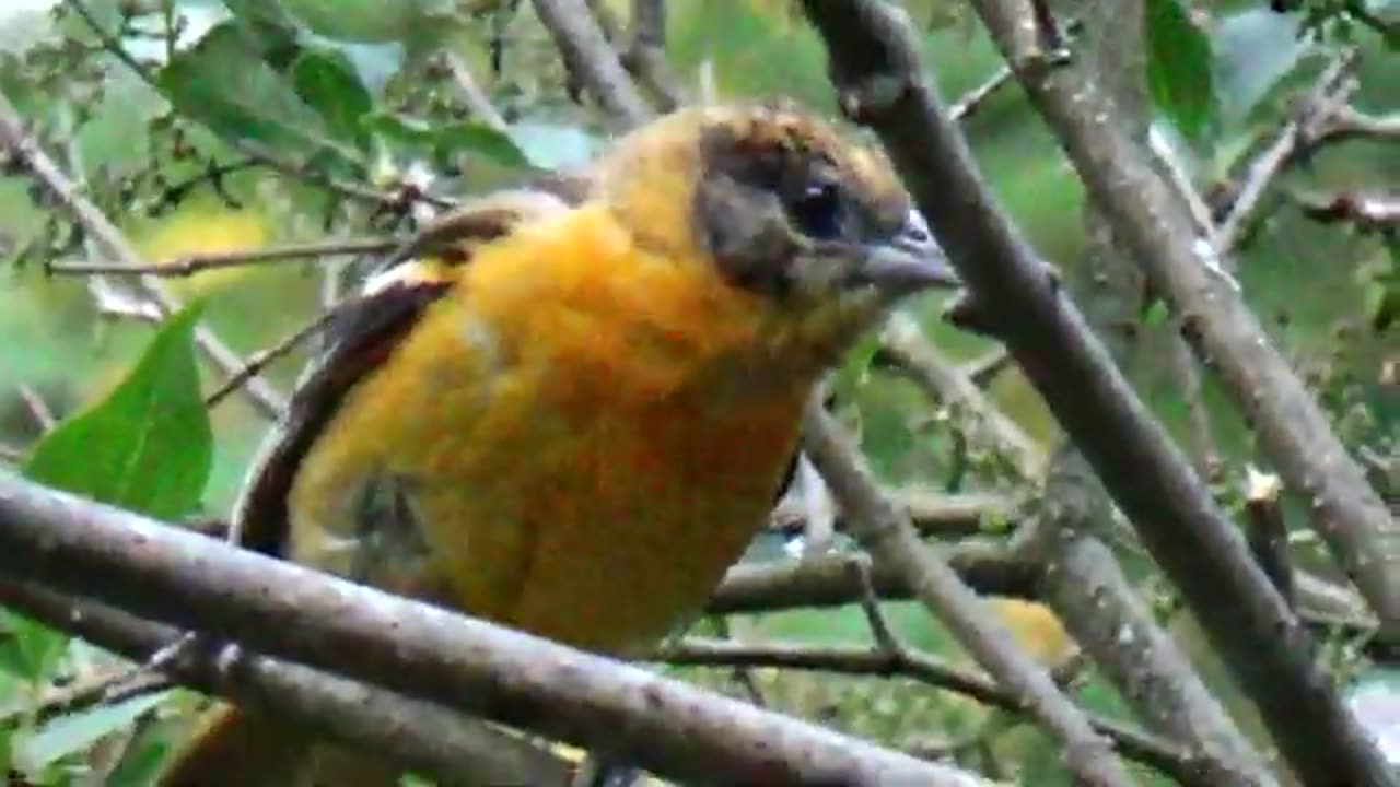 Oriole