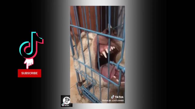 Dog funny moments.🐕‍🦺🦮🤣