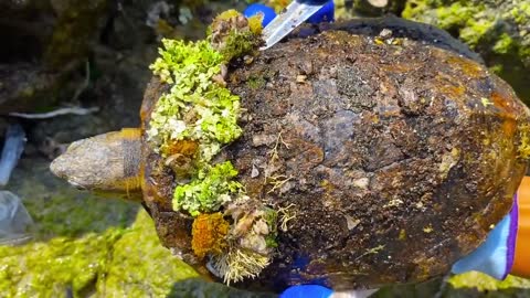 Cute sea turtle desperate searching for help becoz can't remove the parasite barnacles by herself