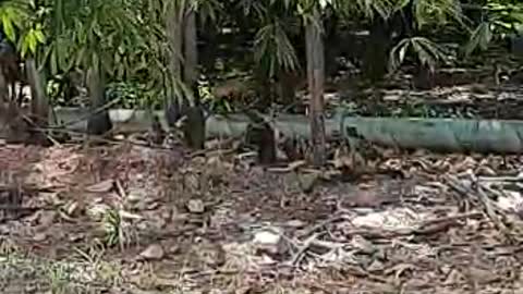 nail monkey breaking coconut like stone