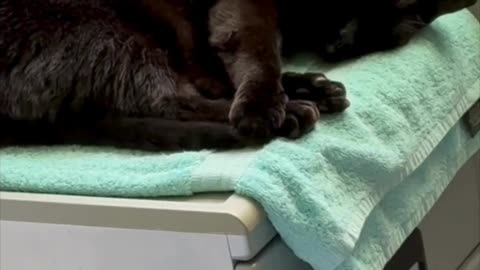 Cute Precious Piper is Having Sweet Dreams - Adopting a Cat from a Shelter Vlog #shorts