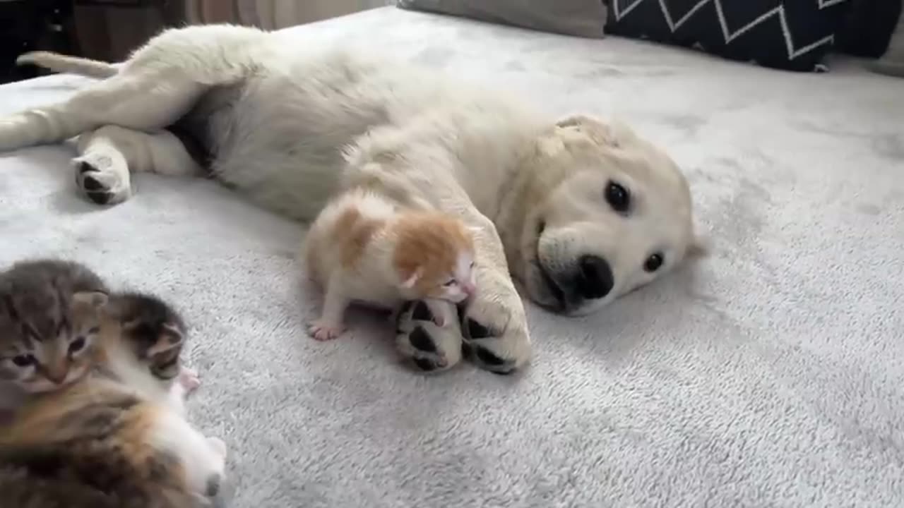 Golden Retriever Puppy and Tiny Kitten