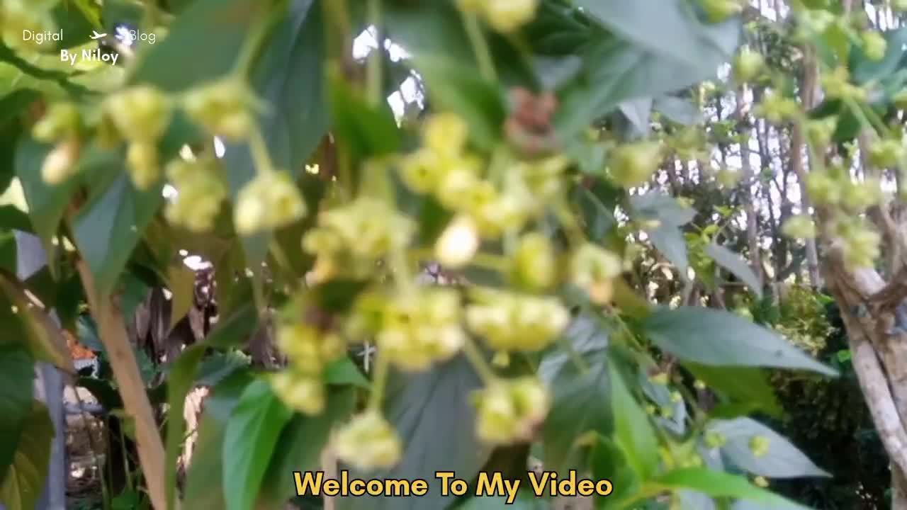 I tried to highlight the beautiful flowers and trees of rural Bengal in the winter morning Village