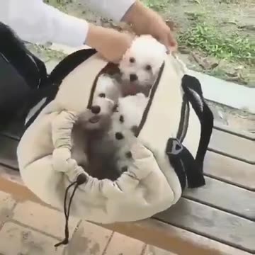 A bag full of happiness