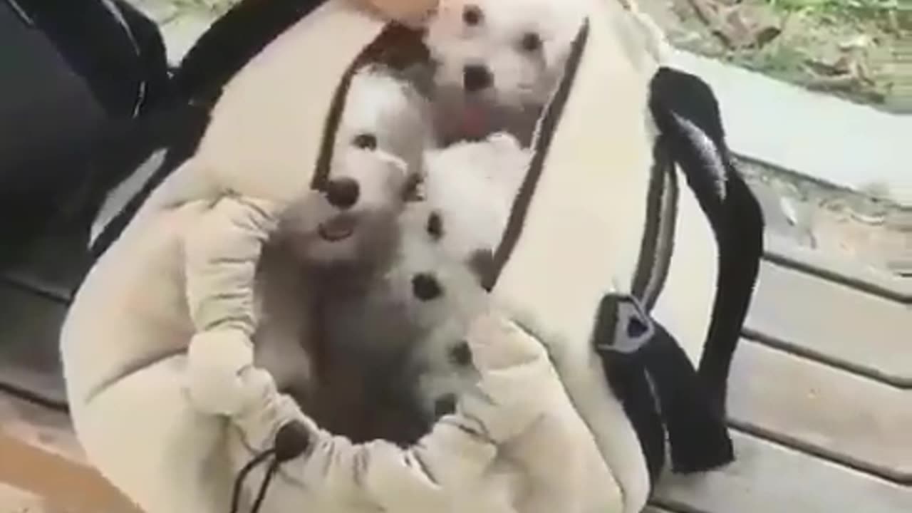 A bag full of happiness