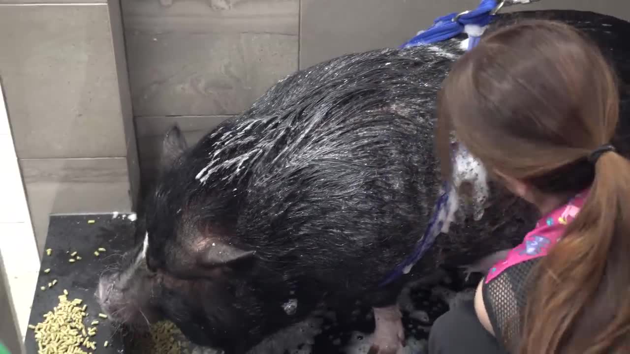 Dramatic Pot Belly Pig at the dog groomers?-9