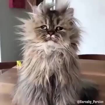 Look at them 😂😻⠀⁣⁣⁣⁣⁣