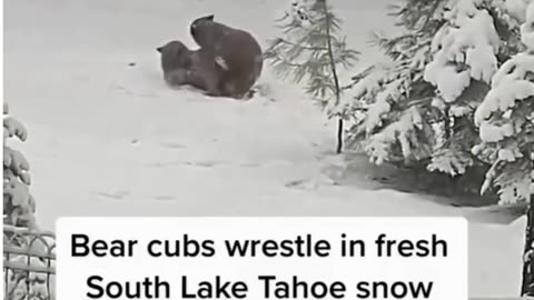 Funny Animal Video