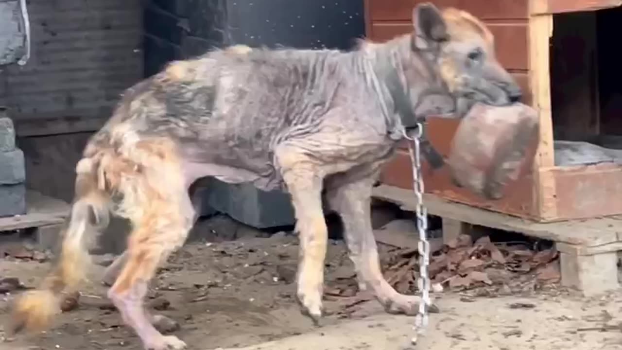 Poor dog thanks to rescuers giving him life 🙏🏻