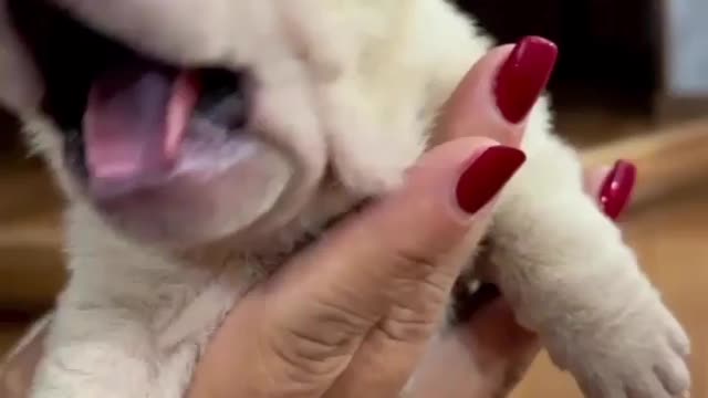 Amazing little creature 💝 Comment down below ⬇️