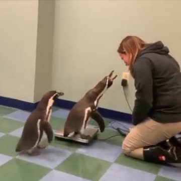 Weighing penguins.. 😅