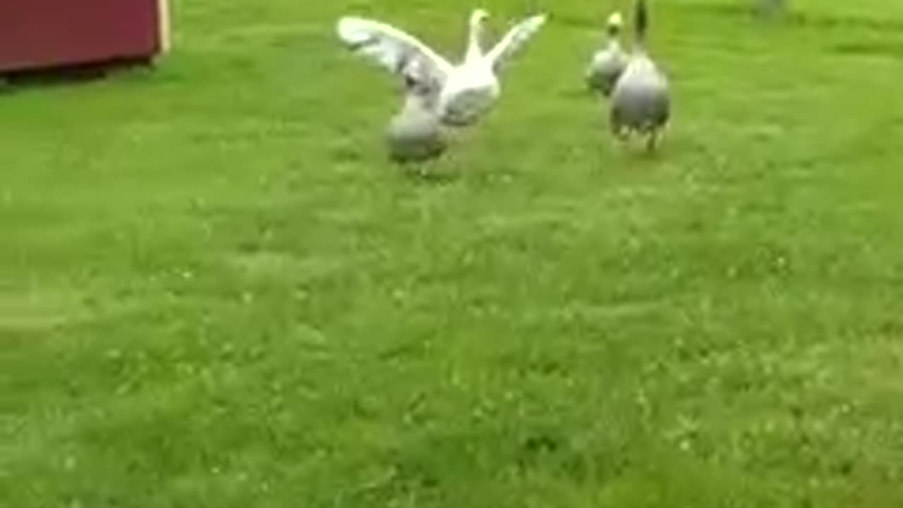 The Force of Love