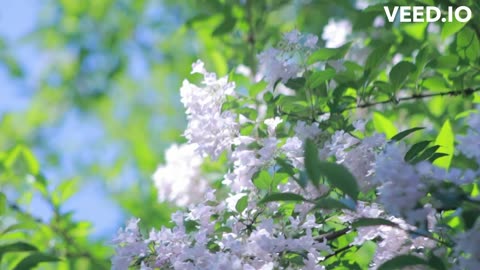 MERCEDES SOSA - GRACIAS A LA VIDA