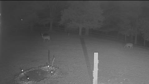 Deer at Cabin