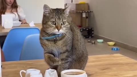 Cat funny things,Animal funny video