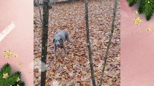 Old dog...still frisky