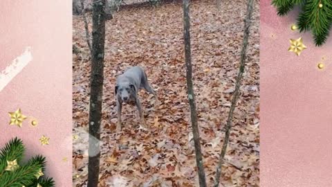 Old dog...still frisky