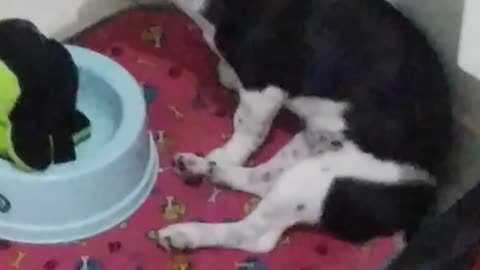 Quando esta comendo ração