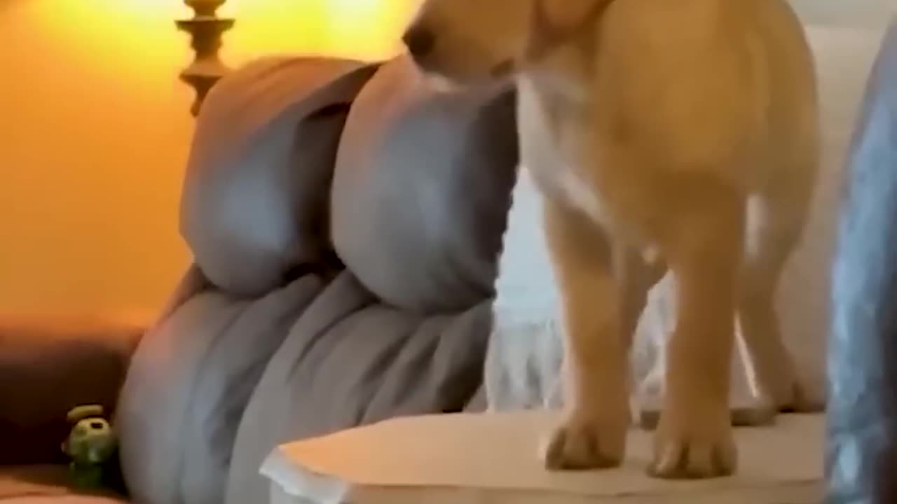 Funny animal video