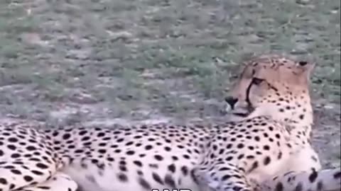 Cheetah | The Fastest Animal On Earth