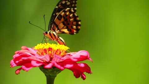 butterfly