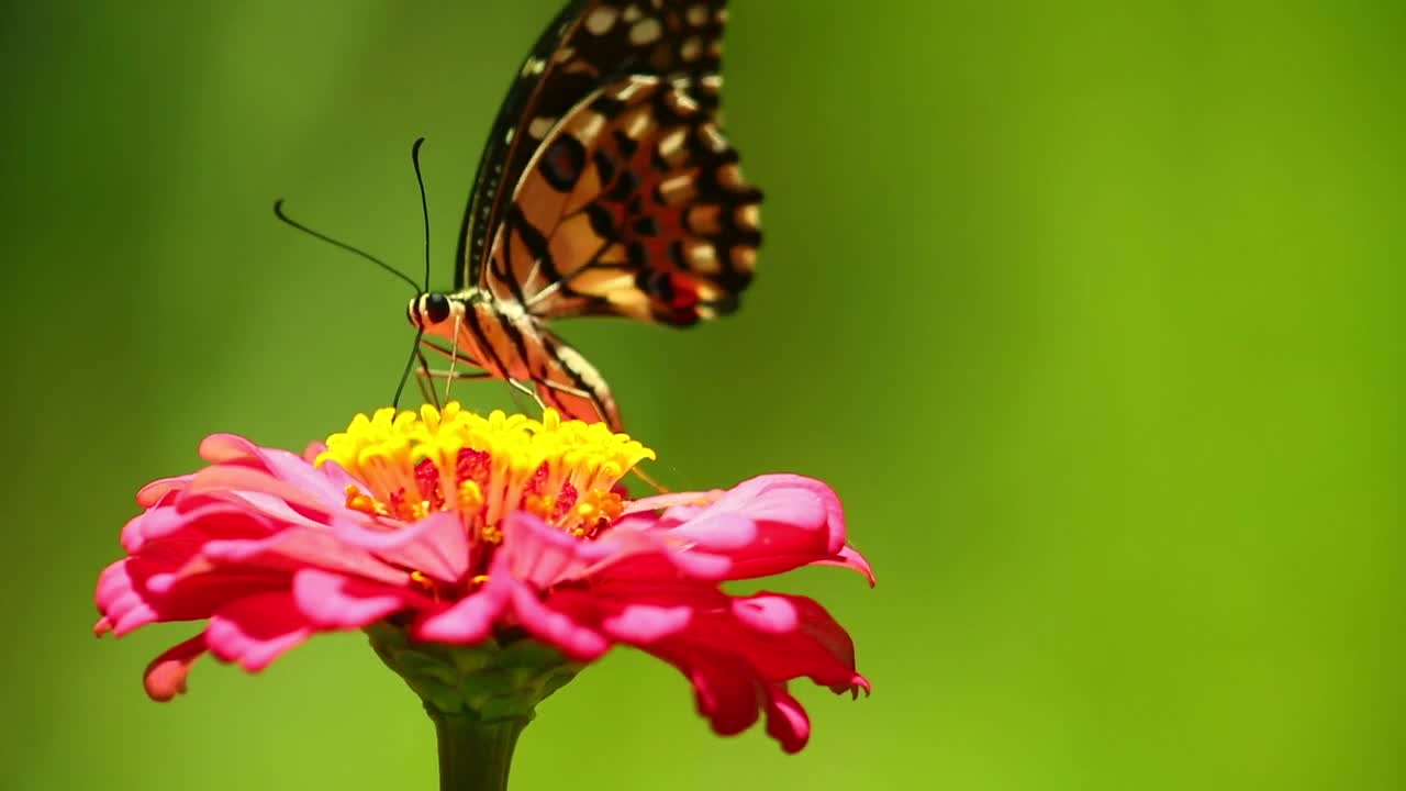 butterfly